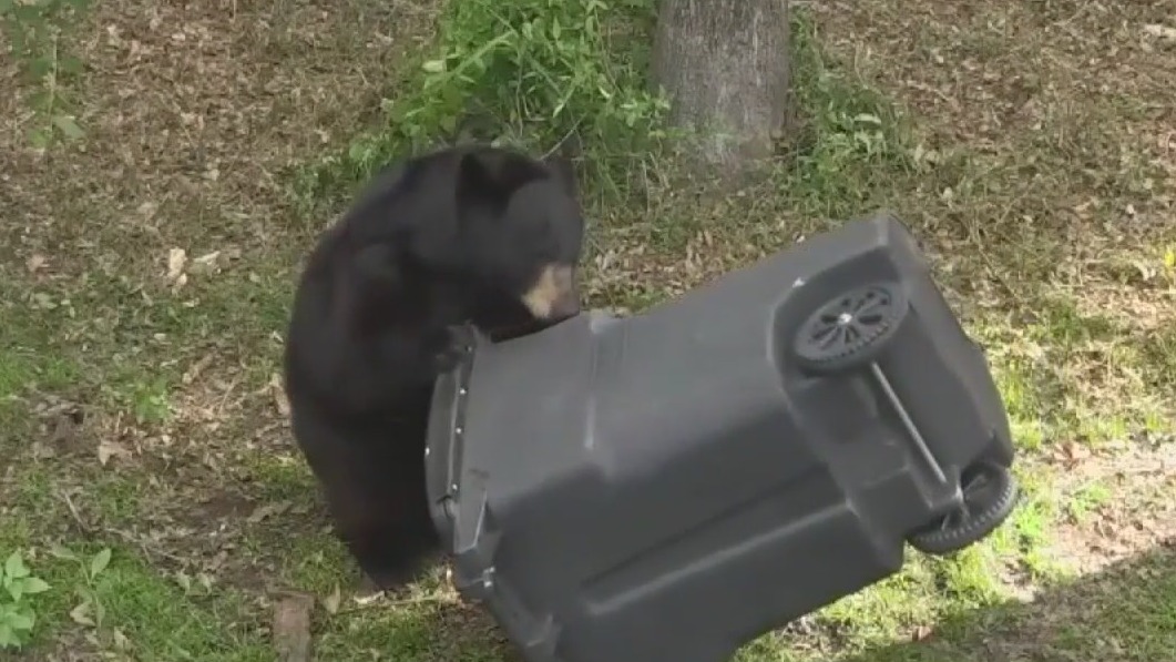 'Stand your ground' law for bears